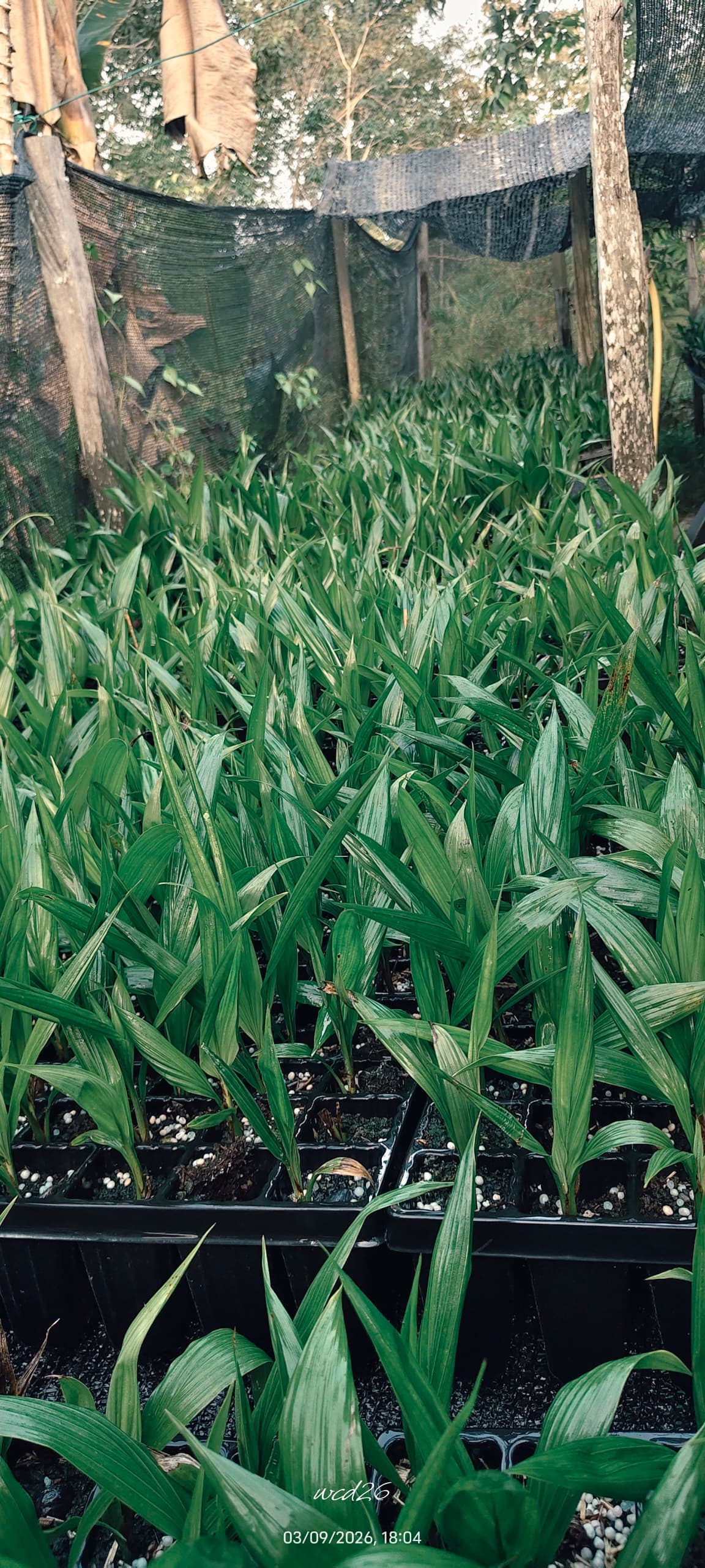 Ladang