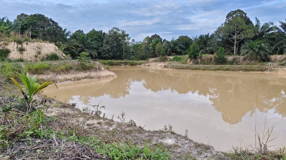 Panduan ringkas penjagaan benih ikan keli untuk pemula